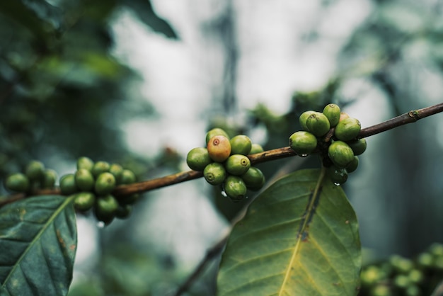 Groene koffiebonen op het biologische landbouwconcept van de boom