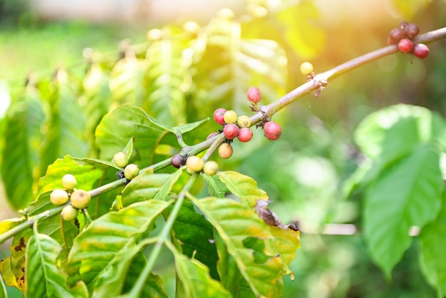 Groene koffieboon biologisch op koffieboom voor oogst verse coffeered berry branch