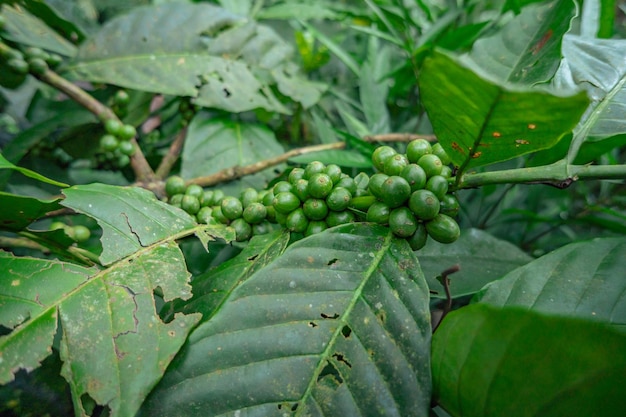 Groene koffieboon tijdens het lenteseizoen op tropisch woud