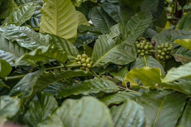 Groene koffieboon tijdens het lenteseizoen op tropisch woud