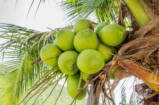 Groene kokosnootcluster