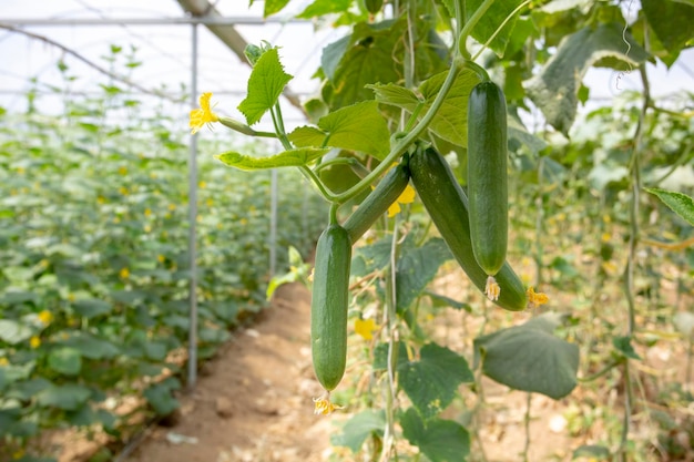 Groene komkommer groeien in plantaardige voor oogsten.