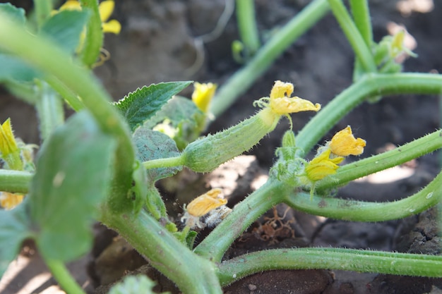 groene komkommer in de tuin. groenteteelt en landbouwconcept