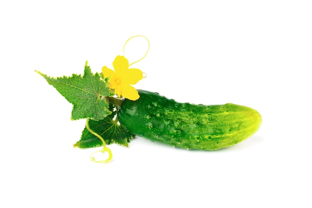 Groene komkommer met bladeren en bloem geïsoleerd op een witte