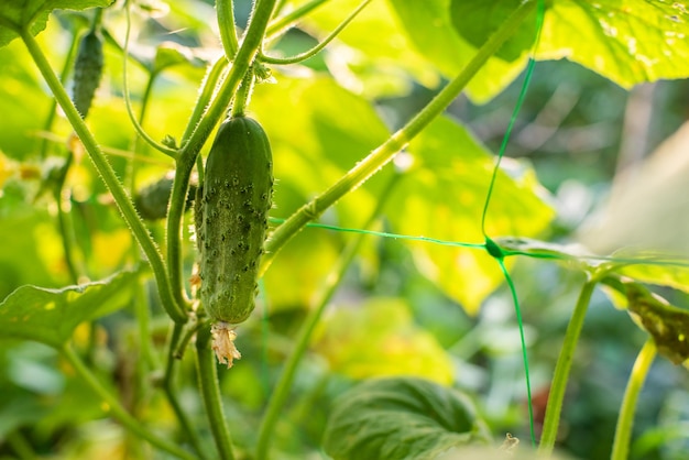 Groene komkommer op de boerderij komkommerplant close-up in de tuin raakt de zon eco-product zelfgemaakte komkommers