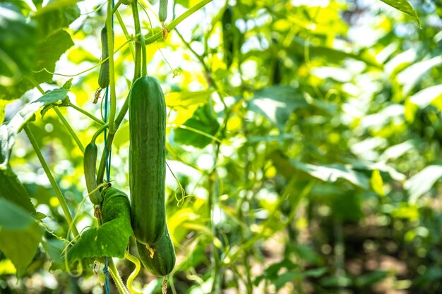 Groene komkommers geteeld in een kas op een biologische boerderij