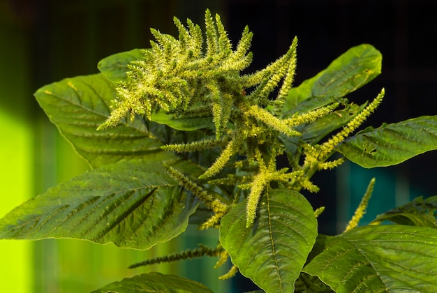 Groene koningspinaziebloem met brede bladeren