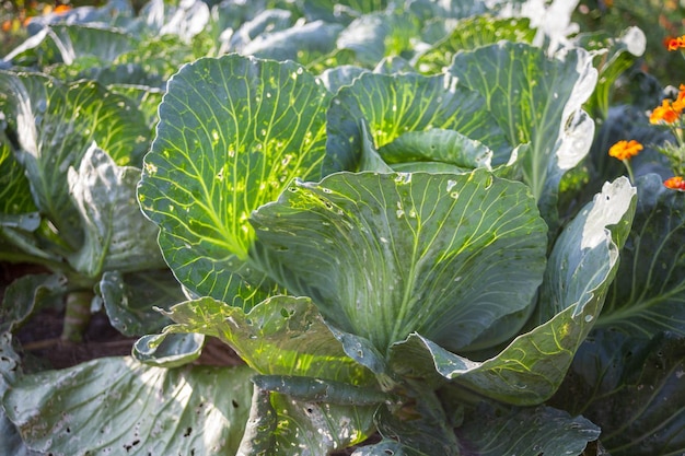 Foto groene kool in de tuin close-up natuurlijke voeding