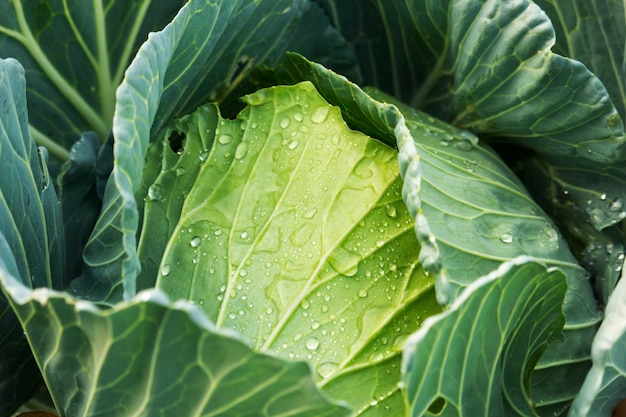 Groene kool in de tuin