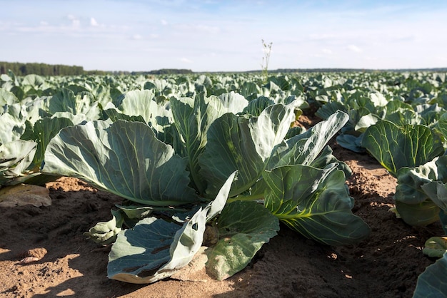 Groene kool in een veld