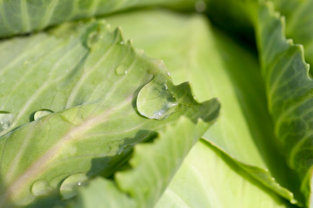 Groene kool met druppels