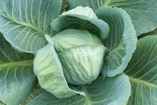 Groene kool met open bladeren in de tuin, bovenaanzicht.