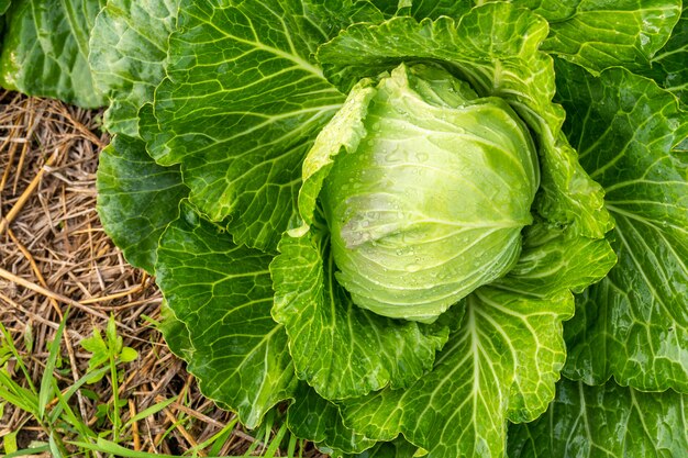 Groene koolhoofd in de tuin