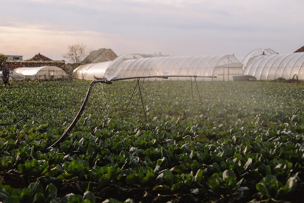 Groene koolkoppen groeien afwisselend in het veld en worden bewaterd