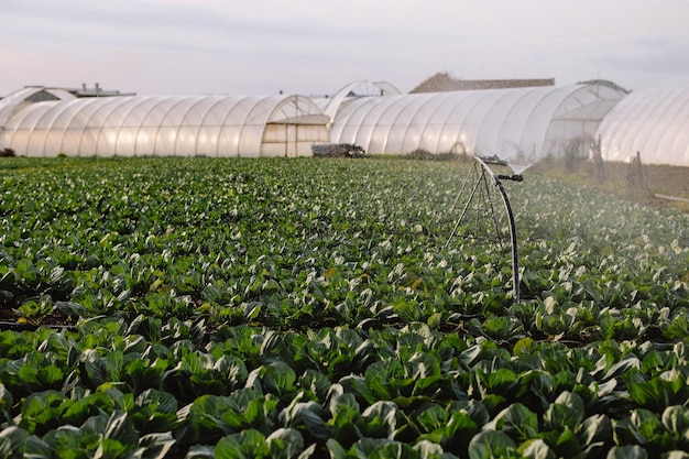 Groene koolkoppen groeien op hun beurt in het veld en worden bewaterd tegen de achtergrond van kassen