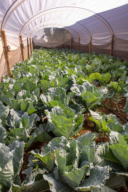 Foto groene koolplantage in een serre