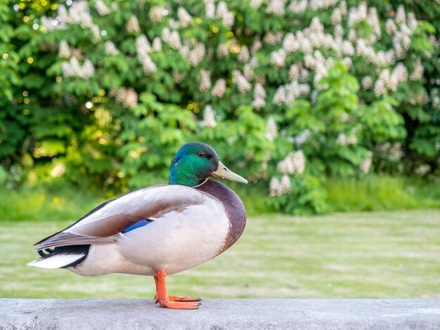 Groene kop eend in park