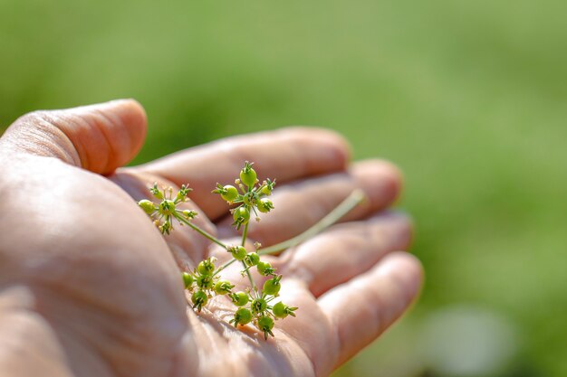 Foto groene koriander in de hand