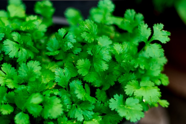 Groene koriander in een tuin