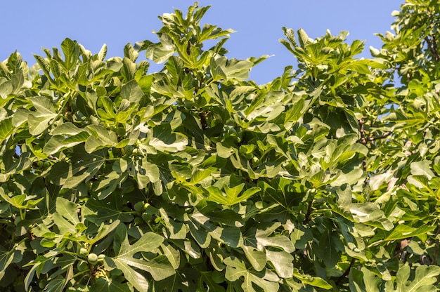 Groene kroon met onrijpe vrucht van de vijgenboom