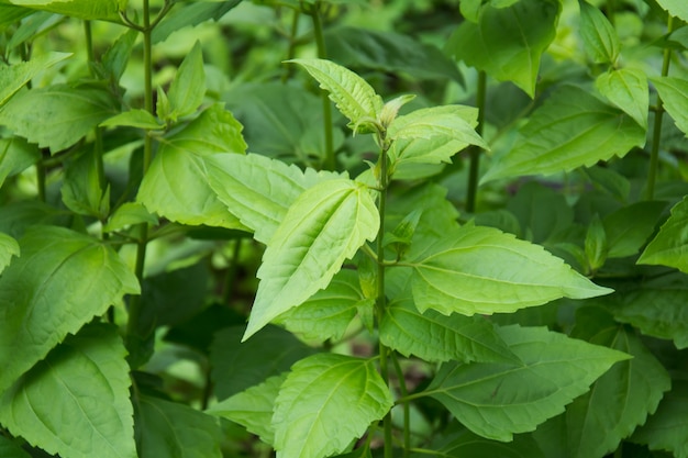 Groene kruiden Bittere struik, siamonkruid