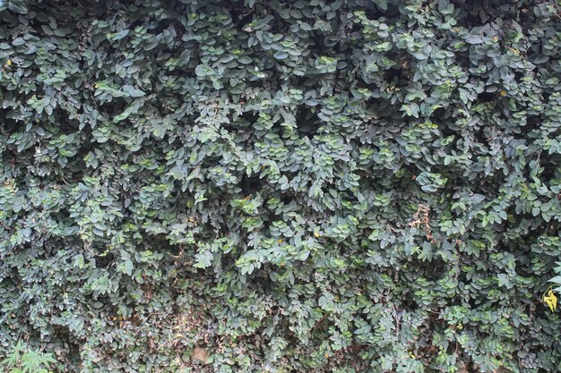 Groene kruipende vijgen mooie textuur