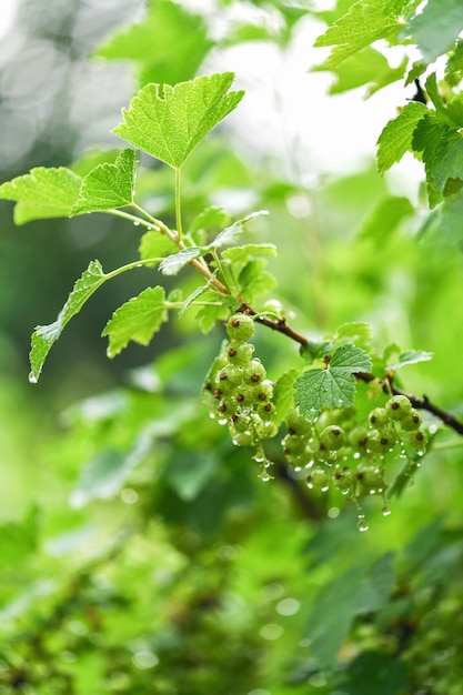 Groene kruisbes in de tuin in druppels water na regen.