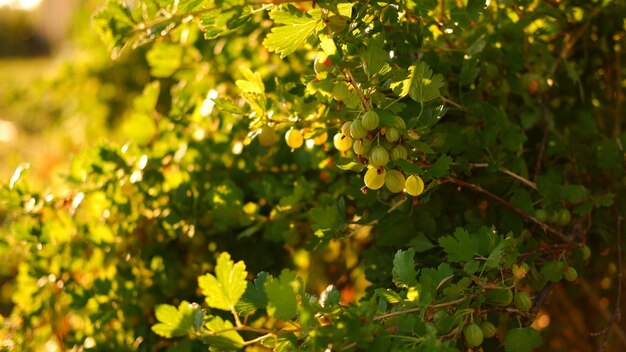 Groene kruisbes op een struik in de tuin