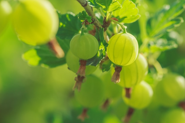 Groene kruisbesbessen