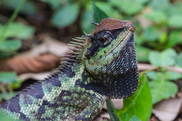 Groene kuifhagedis, zwarte gezichtshagedis