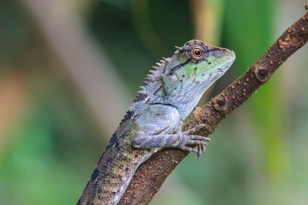 Groene kuifhagedis