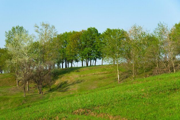 groene landschap