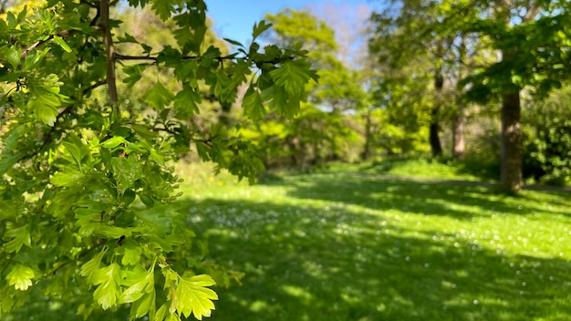 groene landschapspark bloem achtergrond