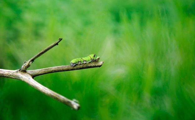 Groene legerworm spodoptera frugiperda op een groen blad en tuin