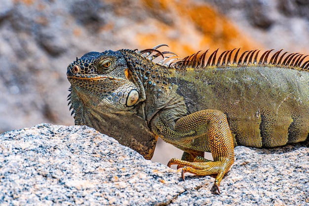 Groene leguaan Amerikaanse leguaan is een hagedisreptiel in het geslacht Iguana in de leguaanfamilie en in de onderfamilie Iguanidae