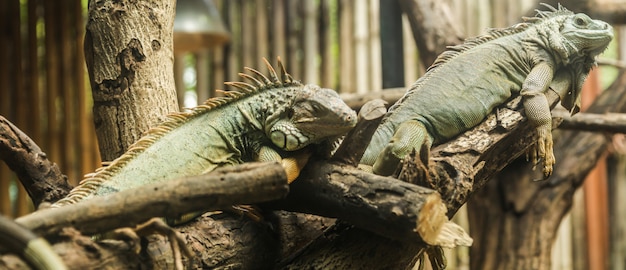 Groene leguaan (Iguana iguana), ook bekend als Amerikaanse leguaan, is een grote, boomhagedis.
