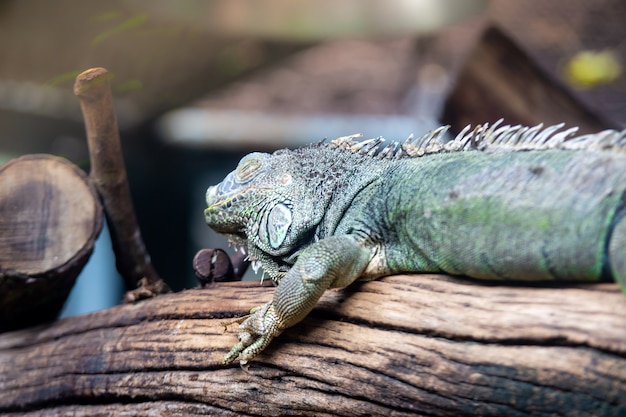 Groene leguaan slapen op tak in dierentuin, Thailand