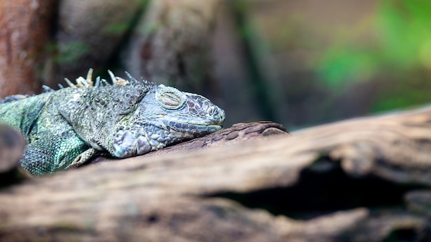 Foto groene leguaan slapen op tak in dierentuin, thailand