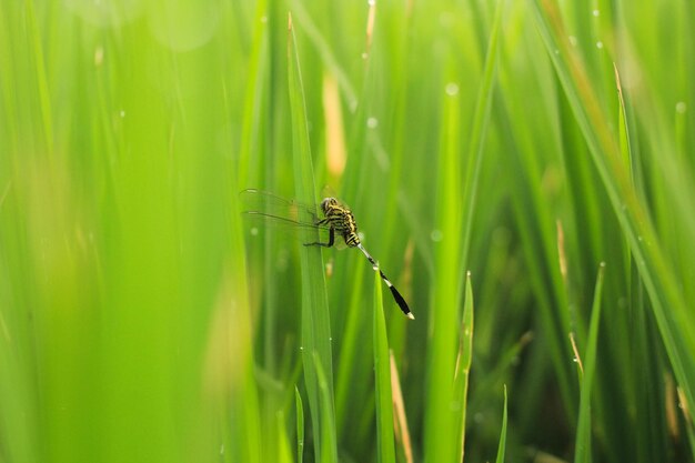 Groene libellen strijken neer op rijstplanten Buffalo Dragonflies