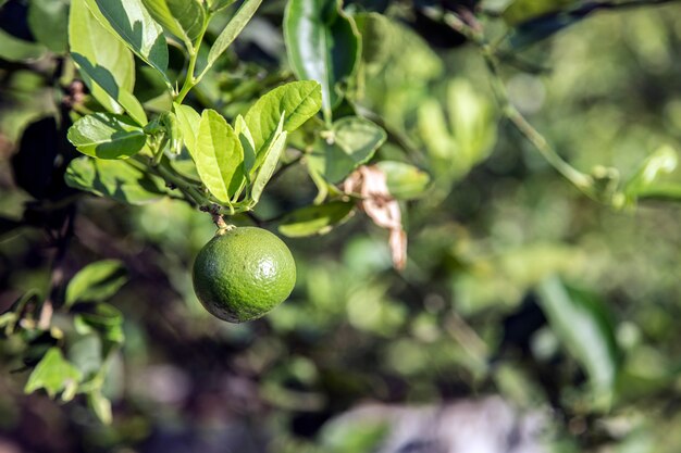 groene limade in de tuin