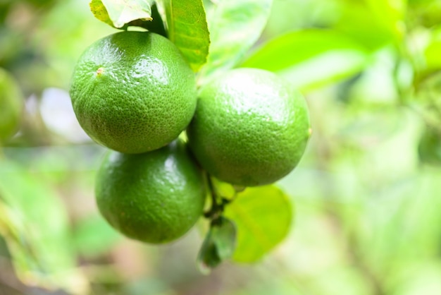 Groene limoenen aan een boom Verse limoencitrusvruchten hoge vitamine C in de tuinboerderij landbouw met natuur groene wazige achtergrond in de zomer