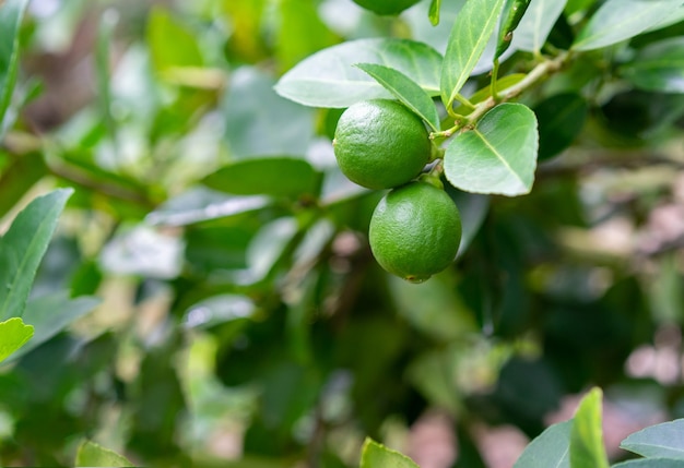 Groene limoenen op een boom in de tuin