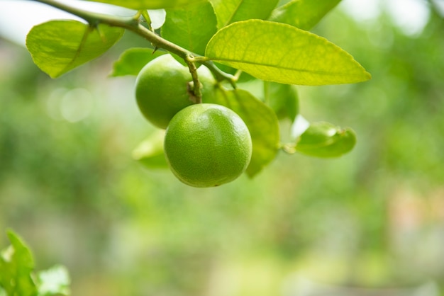 Groene limoenen op een boom - Verse limoencitrusvruchten hoge vitamine C in het tuinlandbouwbedrijf landbouw met aard groen bij de zomer