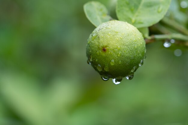 Foto groene lindeboom in de tuin.groene limoenen zijn een uitstekende bron van vitamine c