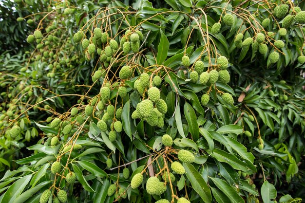 groene litchi op boom