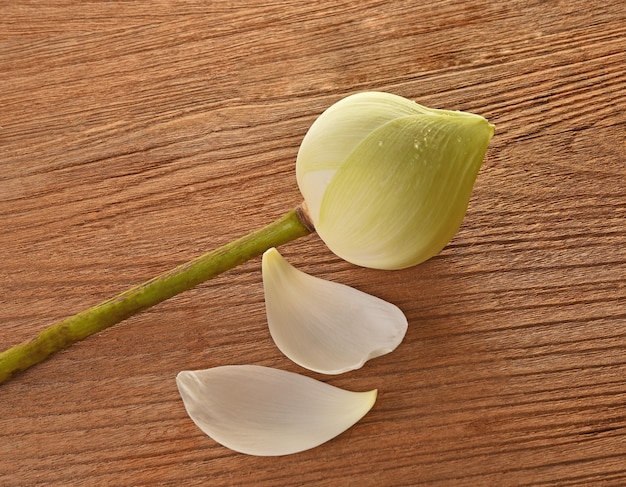 Groene lotusbloem op hout achtergrond