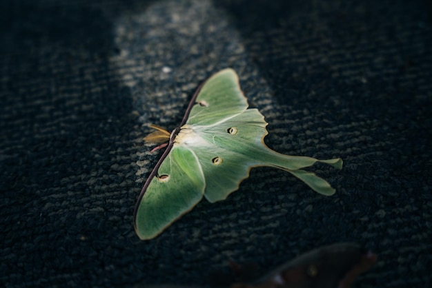 Groene Luna Velvet Moth op de vloer