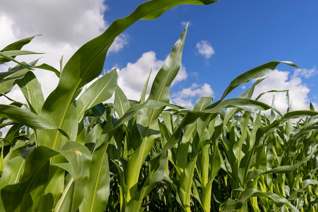 Groene maïs in een veld in het zonnige zomerseizoen