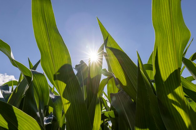 Groene maïs in een veld in het zonnige zomerseizoen