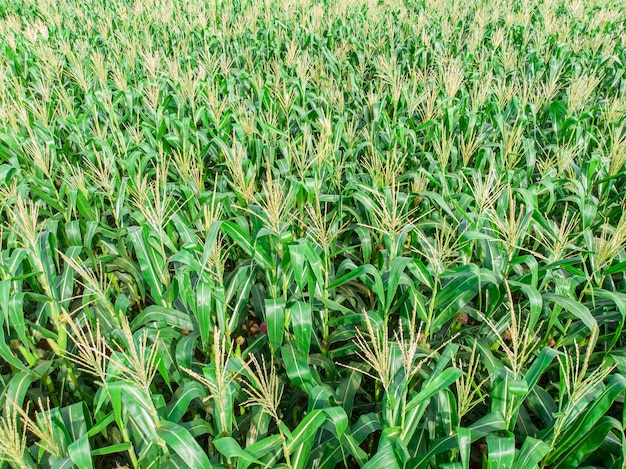 Groene Maïs Maïs Veld Plantage In Zomer Landbouwseizoen.